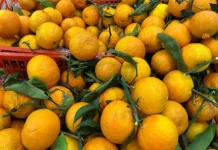 Jeruk Wokam, Buah Segar Asal Tiongkok