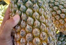 Inspirasi Olahan Buah Nanas untuk Camilan Sehari-hari