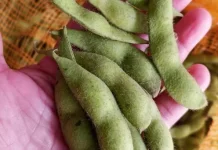 Cara Mengolah Edamame Menjadi Camilan Sehat di Rumah