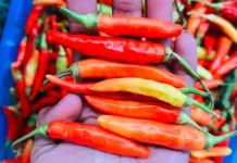 Tips Aman saat Memasak Lombok Setan