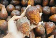 Tips Mengupas Buah Salak dengan Aman dan Cepat