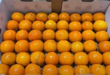 Tips Memilih Jeruk Wogan Tangerine yang Manis Segar