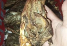 Cara Memasak Kepala Manyung Asap agar Dagingnya Empuk
