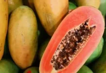 Kesalahan yang Sering Dilakukan saat Menyimpan Pepaya California