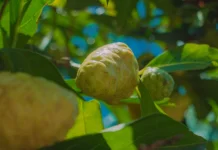 Manfaat Buah Mengkudu yang Jarang Orang Tahu