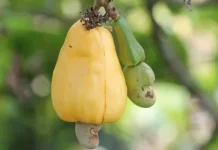 Jambu Monyet,Tanaman Tropis Bernilai Ekonomi Tinggi