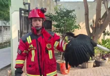 Burung Julang Emas Masuk Rumah Warga di Lasem, Dievakuasi Tim Damkar