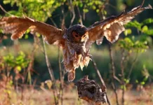 Burung Hantu, Andalan Petani Kendalikan Hama Tikus