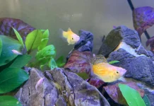 Alasan Ikan Molly Menjadi Favorit Penggemar Aquascape