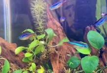 Neon Tetra, Ikan Komunitas yang Aktif dan Menawan