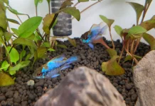 Ramirezi, Ikan Berwarna Cerah dengan Sifat Unik di Akuarium