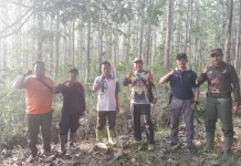 Antisipasi Karhutla dan Pencurian Kayu, Perhutani Intensifkan Patroli Hutan