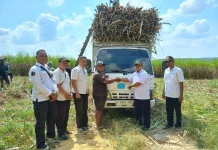 Dukung Swasembada Gula, Perhutani Purwodadi Panen Agroforestry Tebu Mandiri 2026