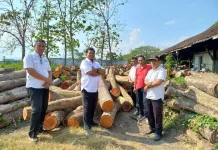 Optimalkan Penjualan Kayu, Perhutani Purwodadi Gandeng Mitra Industri