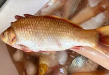 Tips Memilih Ikan Tombro Segar di Pasar