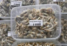 Aneka Bumbu yang Cocok dengan Kerang Bambu Kupas