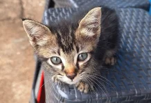 Pelihara Kucing Bikin Sulit Hamil? Ini Fakta Sebenarnya