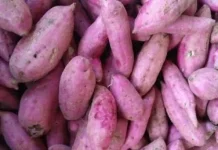 Tips Memilih Ubi Madu Ungu Manis Alami Berkualitas