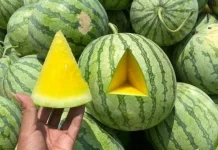 Segarnya Semangka Kuning tanpa Biji