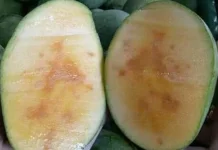 Ragam Olahan Buah Mangga Manalagi yang Lezat Menyegarkan