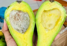 Cara Menyimpan Alpukat Mentega Tetap Segar Lebih Lama