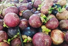Manggis sebagai Campuran Salad Buah Premium