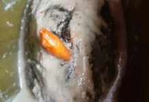 Resep Buntil Irisan Tongkol yang Menggugah Selera