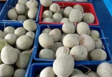 Mengenal Si Manis Segar Buah Melon Inthanon