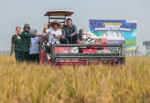 Panen Raya di Sukoharjo, Gubernur Proyeksikan Produksi Padi Tembus 6,69 Juta Ton