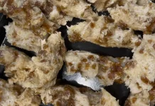 Pohul-Pohul, Makanan Khas Batak Berbahan Sederhana