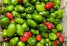 Peluang Bisnis Sambal Cabe Gendot yang Menjanjikan