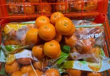 Sensasi Segar Jeruk Wogan di tengah Cuaca Panas