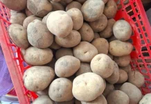 Cara Menyimpan Kentang agar Tahan Lama
