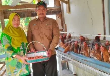 Beternak Ayam Petelur, Karyawan Perhutani Purwodadi Rintis Kemandirian Pangan