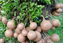 Buah Kepel, Flora asal Daerah Istimewa Yogyakarta yang Sarat Sejarah dan Tradisi