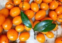 Gandaria, Buah Langka Asli Indonesia