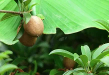 Buah Sawo, Kaya Serat dan Vitamin C