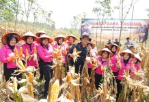 Wujudkan Ketahanan Pangan Nasional, Brimob Jateng Panen 8 Ton Jagung di Kendal