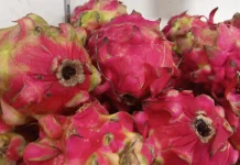 Buah Naga Ungu Kaya Manfaat bagi Kesehatan