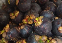 Manggis, Buah Nusantara Kaya Manfaat