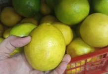 Lemon Lokal, Segar dan Sarat Manfaat