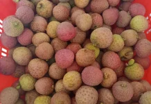 Leci Merah, Manisnya Buah Penuh Khasiat
