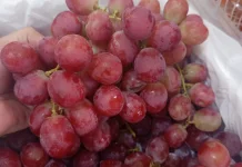 Anggur Red Ausi, Manis Berkualitas Kaya Nutrisi