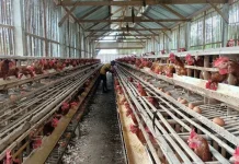 Harga Pakan Ternak Naik, Produksi Telur Ayam Terancam Menurun