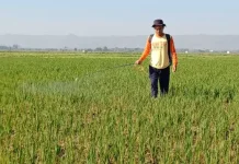 Harga Gabah Tinggi, Petani Milenial di Pati Bergairah