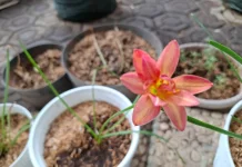 Mengenal Lebih Dekat Tentang Bunga Lily