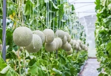 Greenhouse dan IoT Buka Peluang Generasi Muda Terjun ke Pertanian