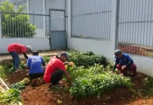 Wujudkan Ketahanan Pangan, Warga Binaan Lapas Batang Kembali Panen Kangkung