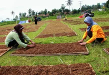 Petani Tembakau Temanggung Tolak  Aturan Penyeragaman Kemasan Rokok