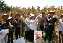 Panen Raya Jagung Jadi Bukti Pemuda Mampu Perkuat Ketahanan Pangan